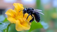 Large black carpenter bee collecting nectar from vibrant yellow flower in macro photography, showing detailed wings and body structure against soft blurred background.