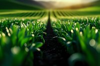 Young green wheat or corn sprouts growing in neat rows on agricultural field at sunrise, macro view with shallow depth of field and bokeh effect.