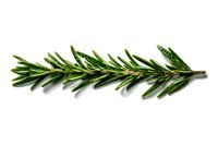 Fresh rosemary sprig with water droplets isolated on white background, aromatic herb for cooking and seasoning dishes.