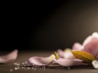 Delicate pink rose petals scattered on dark surface with golden leaf and water droplets creating romantic spa atmosphere for wellness design.