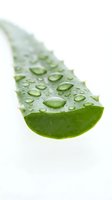 Fresh aloe vera leaf with water droplets isolated on white background, suitable for skincare, cosmetics, wellness and natural beauty product design and packaging.