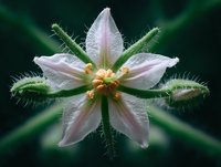 Delicate pink star-shaped flower with hairy stems and buds against dark green background, showcasing intricate botanical details in macro photography.