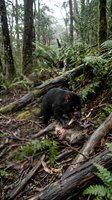 Tasmanian devil in natural rainforest habitat among fallen logs and ferns, showcasing Australian wildlife behavior and ecosystem biodiversity.