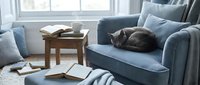 Cozy living room interior with gray cat sleeping on blue sofa near window. Modern home decor with wooden coffee table, books and soft natural lighting.