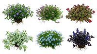 Collection of six colorful flowering plants and foliage in pots isolated on white background for garden design, landscaping projects and botanical illustrations.