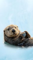 Adorable sea otter floating on back in calm blue water, wet brown fur glistening, marine mammal wildlife photography for nature and conservation content.