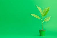 Young green plant seedling in small pot against vibrant green background, symbolizing growth, new beginnings, and environmental concepts.