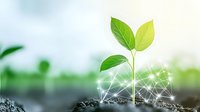 Young green plant seedling growing from soil with digital network visualization, representing growth, technology and environmental innovation in agriculture.