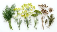 Fresh aromatic herbs and spices collection with dill, fennel flowers, and dried seed heads arranged in row on white background for culinary design.