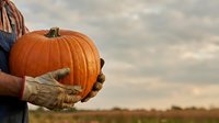 Farmer holding large orange pumpkin with work gloves in field during harvest season, agricultural produce ready for autumn celebration and cooking.
