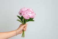 Female hand holding fresh pink peony flowers bouquet against light gray background. Minimalist floral composition for social media, blogs and romantic design.