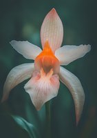Delicate orchid bloom with white petals and coral center against dark green background, showcasing intricate details and soft natural lighting for botanical art.