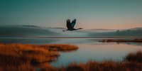 Majestic heron flying over tranquil wetland marsh at golden hour with orange reeds reflecting in calm water creating serene natural wildlife scene.