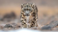 Snow leopard walking on rocky terrain with intense gaze and spotted fur pattern. Majestic wild cat in natural mountain habitat displaying hunting posture.