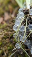 Translucent berries with water droplets clinging to delicate green stems, showcasing nature's moisture and botanical detail for environmental and nature-focused projects.