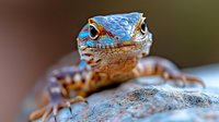 Close-up macro photograph of blue-headed agama lizard with vibrant turquoise scales and orange body resting on rock, showing detailed texture of skin and piercing eyes.