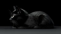 Black cat with glowing eyes lying on dark background, dramatic low key portrait highlighting sleek fur texture and mysterious feline profile.