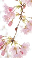 Cherry blossom branch with delicate pink flowers and buds isolated on white background, featuring a ladybug. Perfect for spring designs, greeting cards, and botanical artwork.