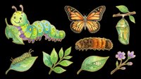 Butterfly life cycle clipart set with caterpillars, chrysalis, leaves, and flowers, isolated on transparent background. Great for t-shirts, stickers, and print on demand.