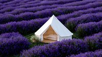 Luxury glamping tent surrounded by endless purple lavender field rows creating serene outdoor accommodation experience for eco-tourism and nature retreat adventures.