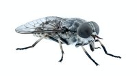 Isolated robotic fly with metallic gray body and transparent wings on white background, suitable for design, clipart, and educational materials.