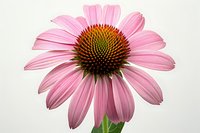 Beautiful pink echinacea flower macro shot against light background, perfect for wellness, natural medicine, and botanical design projects. Detailed view shows delicate petals and cone center.