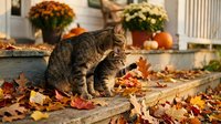 Tabby cat walking through fallen autumn leaves on wooden deck with pumpkins and mums in background, seasonal outdoor scene.