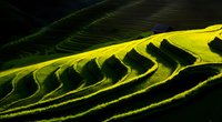 Aerial view of terraced rice paddies with vibrant yellow-green crops and dramatic shadows creating geometric patterns across rolling hillside agricultural landscape.