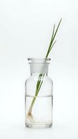 Green plant stem with exposed roots in clear glass bottle filled with water, displaying hydroponic growth and botanical propagation for gardening and nature concepts.