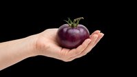 Dark purple tomato held in an open palm on transparent background, ready for clipart, t-shirt design, stickers, print-on-demand products, and sublimation projects.