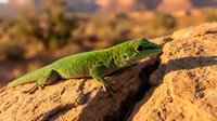 Bright green lizard resting on sandy brown rock in desert landscape with blurred vegetation background. Reptile wildlife photography for nature and zoology content.