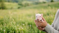 Young piglet held in farmer's hands against green pasture field background. Livestock farming, animal husbandry, and agricultural business concept for rural industry.