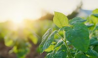 Young green plant leaves catching morning sunlight in garden. Fresh spring foliage with natural bokeh background creates peaceful natural atmosphere.