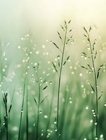 Fresh morning dew drops on delicate grass stems against soft green bokeh background create serene natural atmosphere for wellness and spa designs.