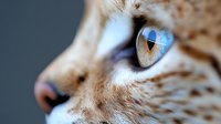 Close up macro shot of wild cat eye with blue and amber colors, spotted fur pattern visible, showing detailed feline iris texture and whiskers in soft focus background.