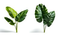 Tropical green monstera and banana leaves isolated on white background for interior design, botanical decoration, and urban jungle styling.