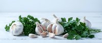 Fresh garlic bulbs and cloves with green parsley herbs on white wooden background for cooking and culinary preparations.