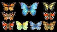 Colorful butterfly collection isolated on transparent background, featuring eight detailed species, ready for stickers, t-shirt design, print on demand, and sublimation crafts.