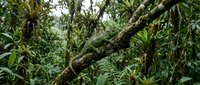 Lush tropical rainforest with moss-covered tree branches and dense green vegetation creating natural jungle canopy for environmental and nature projects.