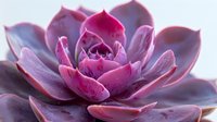 Pink and purple succulent plant with water droplets on fleshy leaves in macro photography showing detailed texture and natural patterns against soft background.