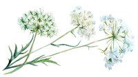 Delicate watercolor Queen Anne's Lace wildflowers with green stems and white umbrella-shaped flower heads on white background, botanical art style.
