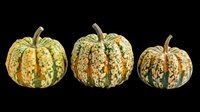 Three decorative autumn gourds with green and orange mottled skin, isolated on transparent background, ready for fall clipart, stickers, T-shirt design, and print on demand.
