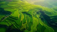 Vibrant green terraced rice fields cascade down hillsides creating natural geometric patterns, captured in morning light with misty valleys and agricultural landscape.