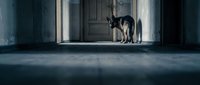 Stray dog standing in doorway of abandoned building with dramatic blue lighting and shadows, suitable for editorial and conceptual projects.