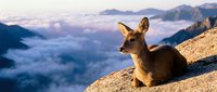 Young deer resting on mountain cliff edge during golden hour sunrise with misty valley and peaks in background creating peaceful wildlife scene.