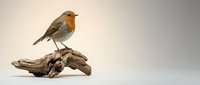 Small robin bird with orange breast perched on driftwood branch against neutral background for nature wildlife photography and design projects.