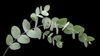Eucalyptus branch with green oval leaves isolated on transparent background, ready for t-shirt design, clipart, stickers, sublimation and print-on-demand projects.