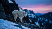 Mountain goat standing on rocky cliff during purple sunset in alpine wilderness landscape with snow-capped peaks in background.