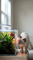 Curious cat with colorful pointed ears and blue eyes observing aquarium with red betta fish and green plants on wooden table near bright window for pet care and home decor.