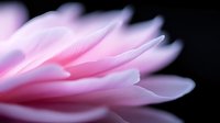 Delicate pink petals create soft dreamy macro composition against dark background, showing gentle curves and silky texture of flower in romantic ethereal lighting.